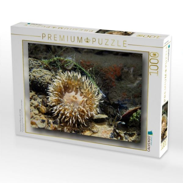 Produktbild: CALVENDO Puzzle Seeanemone mit Miesmuschel und Alge | 1000 Teile Lege-Gr&ouml;&szlig;e 64x48cm Foto-Puzzle f&uuml;r gl&uuml;ckliche Stunden