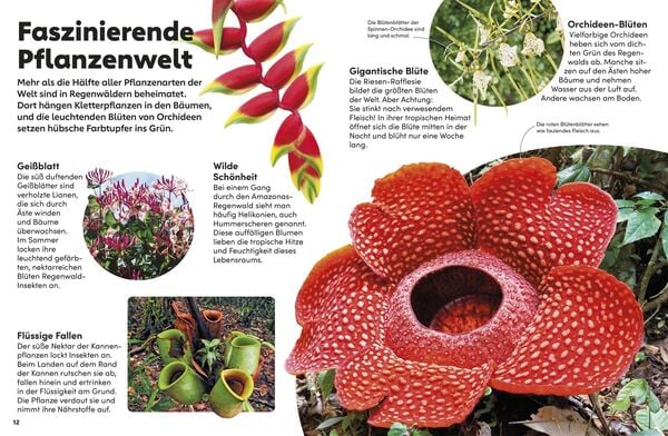 Produktbild: memo Wissen Kids. Der Regenwald