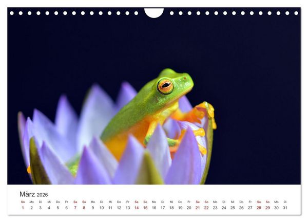 Produktbild: Fr&ouml;sche - Die wundersch&ouml;ne Welt der bunten H&uuml;pfer. (Wandkalender 2026 DIN A4 quer), CALVENDO Monatskalender