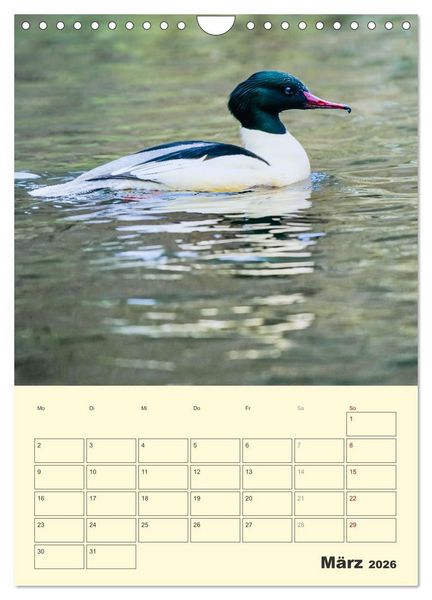 Produktbild: Vogelwelt an der Sieg (Wandkalender 2026 DIN A4 hoch), CALVENDO Monatskalender