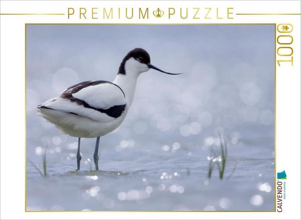 CALVENDO Puzzle Säbelschnäbler (Recurvirostra avosetta) | 1000 Teile Lege-Größe 64 × 48 cm Foto-Puzzle für glückliche Stunden