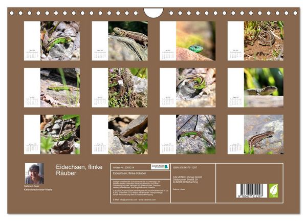 Produktbild: Eidechsen, flinke R&auml;uber (Wandkalender 2026 DIN A4 quer), CALVENDO Monatskalender