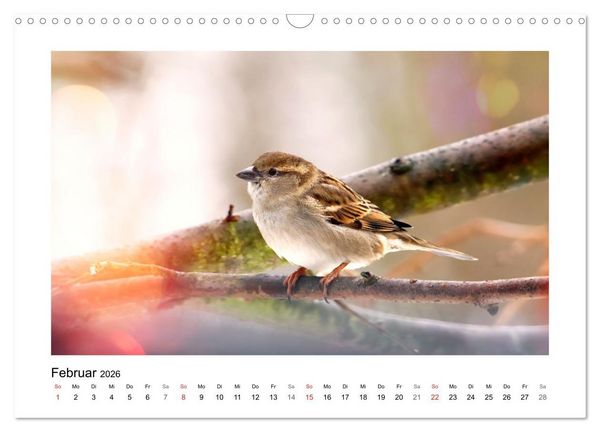 Produktbild: Gefiederte Garteng&auml;ste, Spatzenleben (Wandkalender 2026 DIN A3 quer), CALVENDO Monatskalender