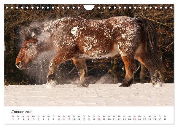 Produktbild: Kaltblut - schwere Pferde mit Herz (Wandkalender 2026 DIN A4 quer), CALVENDO Monatskalender