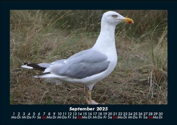 Produktbild: V&ouml;gel 2025 Fotokalender DIN A5