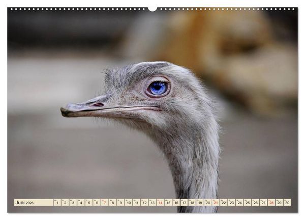 Produktbild: Strau&szlig;e. Afrikas sch&ouml;ne Laufv&ouml;gel (hochwertiger Premium Wandkalender 2026 DIN A2 quer), Kunstdruck in Hochglanz