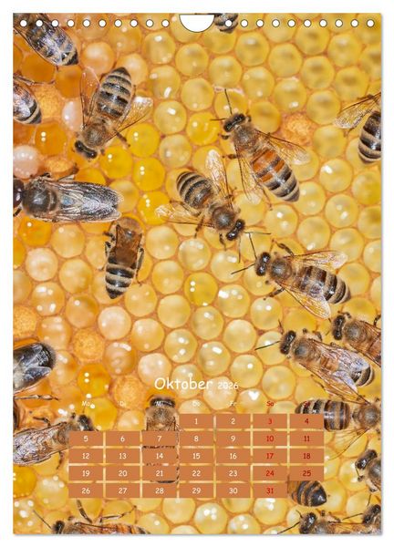 Produktbild: Gesch&auml;ftig wie im Bienenstock (Wandkalender 2026 DIN A4 hoch), CALVENDO Monatskalender