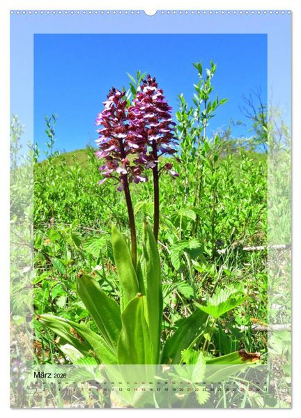 Produktbild: Deutschlands wilde Orchideen (hochwertiger Premium Wandkalender 2026 DIN A2 hoch), Kunstdruck in Hochglanz