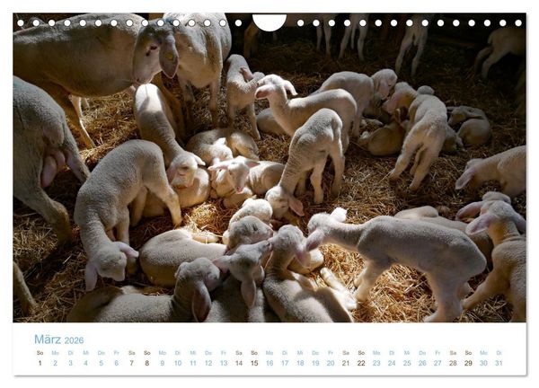 Produktbild: Mit Schafen durch das Jahr (Wandkalender 2026 DIN A4 quer), CALVENDO Monatskalender