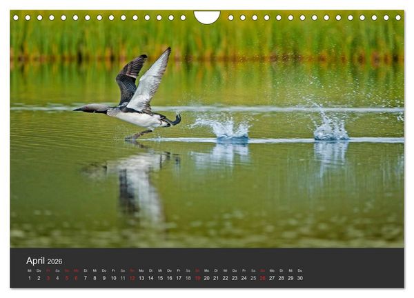 Produktbild: V&ouml;gel im Norden Europas (Wandkalender 2026 DIN A4 quer), CALVENDO Monatskalender
