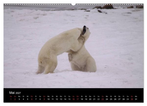 Produktbild: Arktische Tr&auml;ume - Eisb&auml;ren in Kanada (Wandkalender 2027 DIN A2 quer), CALVENDO Monatskalender
