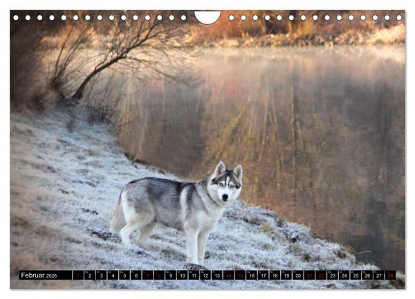 Produktbild: Faszination Husky (Wandkalender 2026 DIN A4 quer), CALVENDO Monatskalender