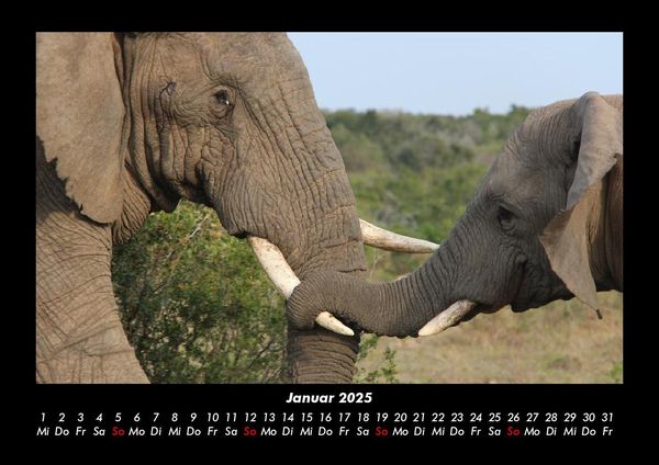 Produktbild: Der Elefantenkalender 2025 Fotokalender DIN A3