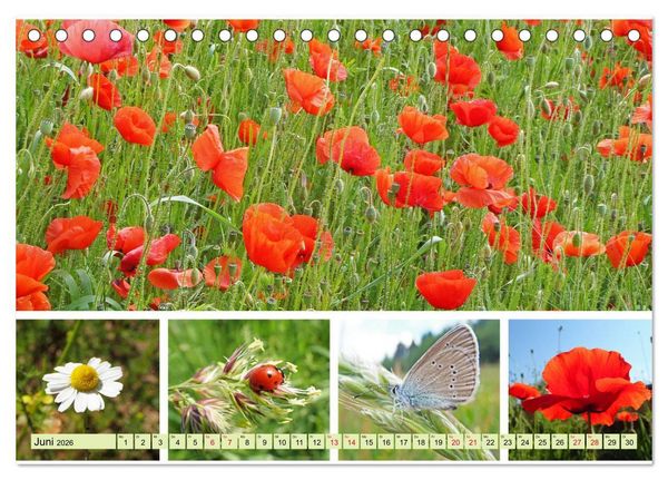 Produktbild: Bl&uuml;tenmeer am Wegesrand (Tischkalender 2026 DIN A5 quer), CALVENDO Monatskalender