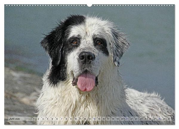 Produktbild: Landseer - Das Wasser ist ihr Element (Wandkalender 2026 DIN A2 quer), CALVENDO Monatskalender
