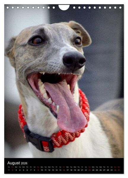 Produktbild: Beautiful Whippets (Wall Calendar 2026 DIN A4 portrait), CALVENDO 12 Month Wall Calendar