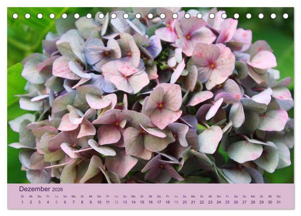 Produktbild: Hortensien 2026. Farbenpr&auml;chtige Impressionen aus dem Garten (Tischkalender 2026 DIN A5 quer), CALVENDO Monatskalender