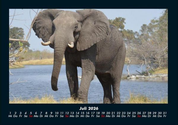 Produktbild: Der Elefantenkalender 2026 Fotokalender DIN A4
