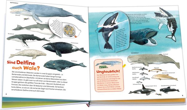 Wale und Delfine / Was ist was junior Bd. 26