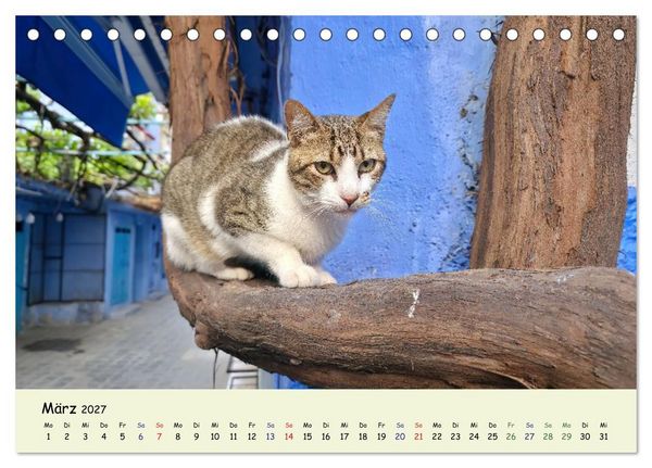 Produktbild: MarokkoCats (Tischkalender 2027 DIN A5 quer), CALVENDO Monatskalender