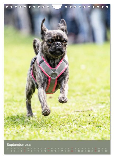 Produktbild: Mops-Rennen (Wandkalender 2026 DIN A4 hoch), CALVENDO Monatskalender