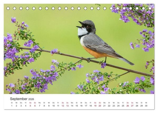 Produktbild: Singv&ouml;gel aus Australien (Tischkalender 2026 DIN A5 quer), CALVENDO Monatskalender