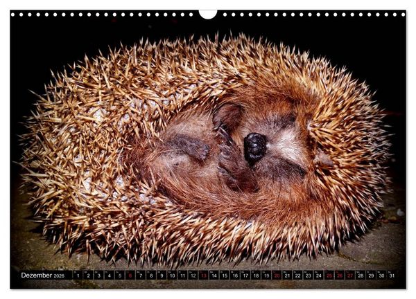 Produktbild: Meine Igel (Wandkalender 2026 DIN A3 quer), CALVENDO Monatskalender