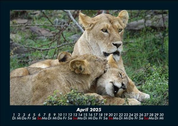Produktbild: L&ouml;wen in der Wildnis 2025 Fotokalender DIN A5