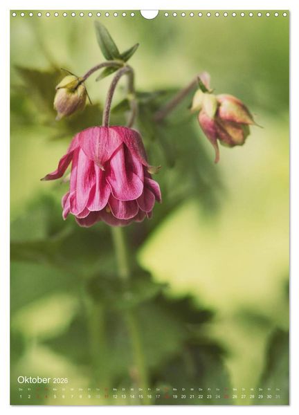 Produktbild: NATUR PUR Kleine Blumen am Wegesrand (Wandkalender 2026 DIN A3 hoch), CALVENDO Monatskalender