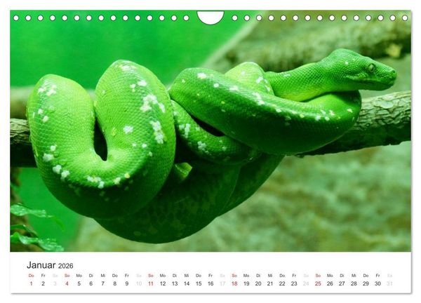 Produktbild: Das Leben der Reptilien (Wandkalender 2026 DIN A4 quer), CALVENDO Monatskalender