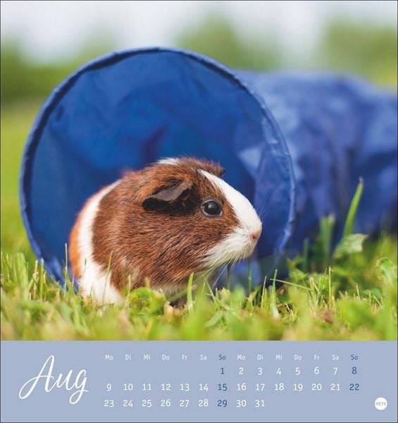 Produktbild: Kuschelige Meerschweinchen Postkartenkalender 2027