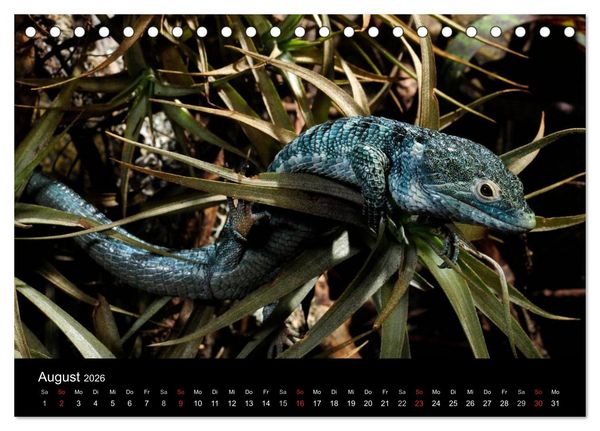 Produktbild: REPTILIEN (Tischkalender 2026 DIN A5 quer), CALVENDO Monatskalender