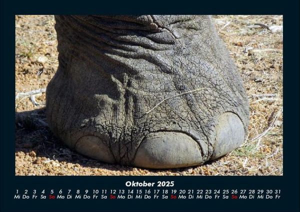 Produktbild: Elefanten 2025 Fotokalender DIN A4