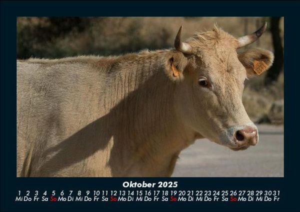 Produktbild: Kuhkalender 2025 Fotokalender DIN A5