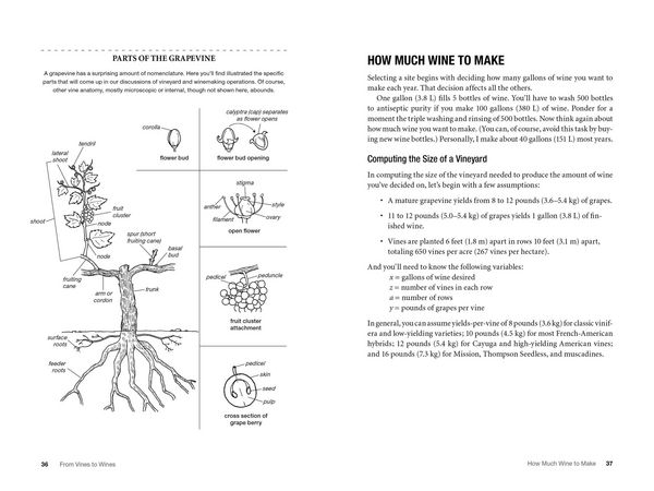Produktbild: From Vines to Wines, 5th Edition