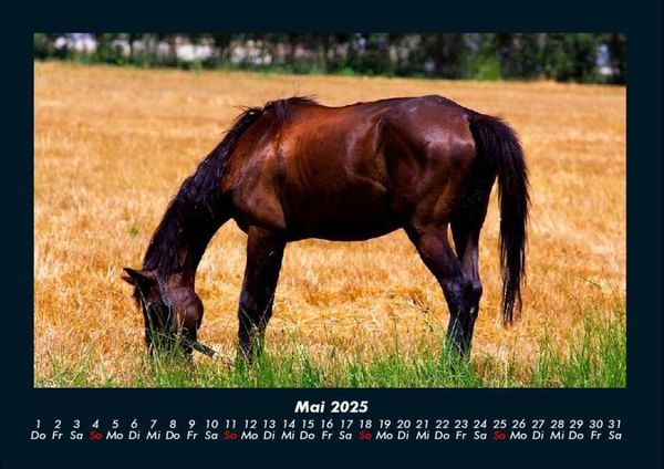 Produktbild: Welt der Pferde 2025 Fotokalender DIN A4