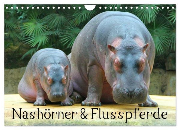 Produktbild: Nash&ouml;rner & Flusspferde (Wandkalender 2026 DIN A4 quer), CALVENDO Monatskalender