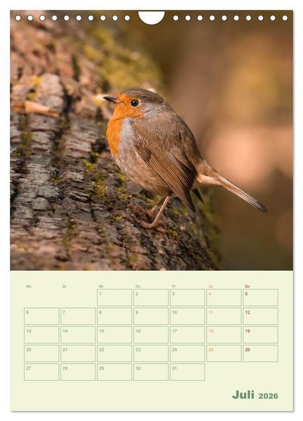 Produktbild: Waldmomente (Wandkalender 2026 DIN A4 hoch), CALVENDO Monatskalender