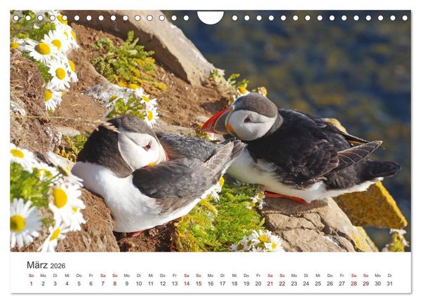 Produktbild: Papageitaucher - Clowns der nordischen Vogelwelt (Wandkalender 2026 DIN A4 quer), CALVENDO Monatskalender
