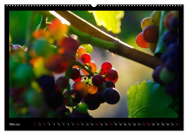 Produktbild: Wein (Wandkalender 2026 DIN A2 quer), CALVENDO Monatskalender