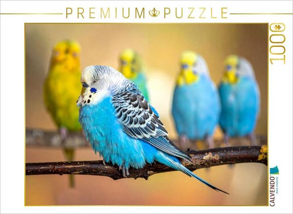 CALVENDO Puzzle Wellensittich im Traumland | 1000 Teile Lege-Größe 64x48cm Foto-Puzzle für glückliche Stunden
