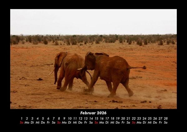 Produktbild: Elefanten - Die sanften Riesen Afrikas 2026 Fotokalender DIN A3