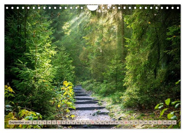 Produktbild: Leise durch den Wald. Sich Zeit nehmen und der Stille lauschen (Wandkalender 2026 DIN A4 quer), CALVENDO Monatskalender