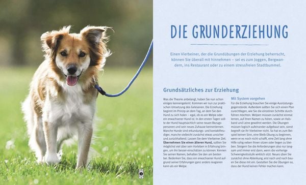 Produktbild: Hundeerziehung
