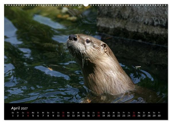 Produktbild: Putzige Fischj&auml;ger (hochwertiger Premium Wandkalender 2027 DIN A2 quer), Kunstdruck in Hochglanz