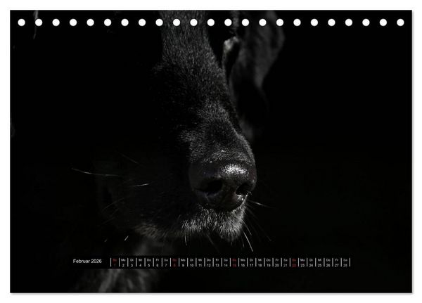 Produktbild: Flatcoated Retriever Black Edition (Tischkalender 2026 DIN A5 quer), CALVENDO Monatskalender