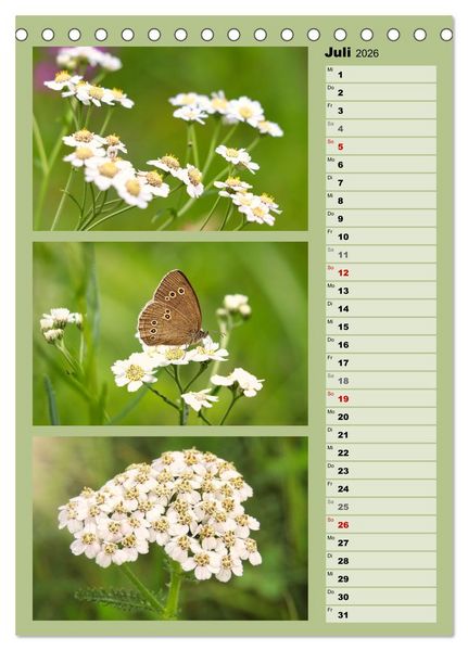 Produktbild: Farbenzauber, bunte Wiesen und bunte Falter (Tischkalender 2026 DIN A5 hoch), CALVENDO Monatskalender