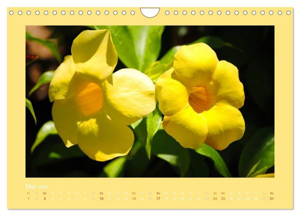Produktbild: Aloha Bl&uuml;tenzauber aus Hawaii (Wandkalender 2026 DIN A4 quer), CALVENDO Monatskalender