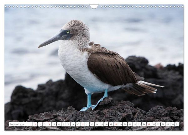 Produktbild: Galapagos. Verzauberte Inseln (Wandkalender 2026 DIN A3 quer), CALVENDO Monatskalender