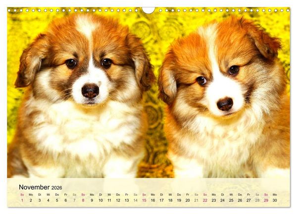 Produktbild: Welsh Corgi. Zauberhafter Dickkopf auf kurzen Beinen (Wandkalender 2026 DIN A3 quer), CALVENDO Monatskalender